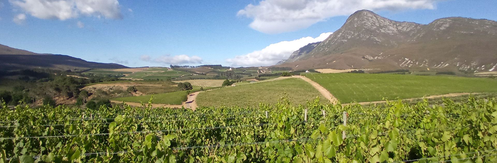 Davison Family Vineyards